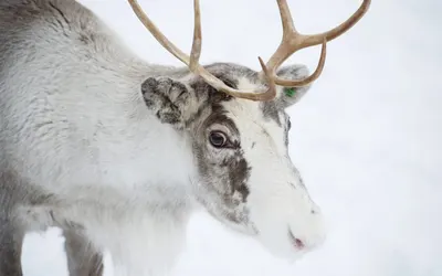 A white reindeer with frosted antlers standing in the snow of Swedish Lapland