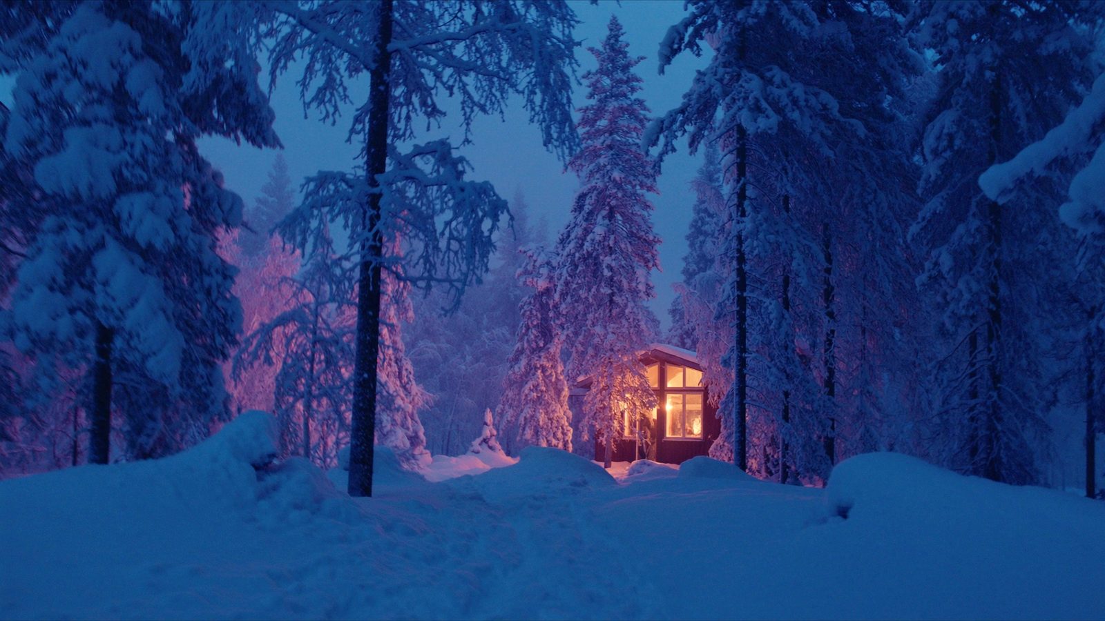 Snow-covered pine forest in Finnish Lapland at dusk